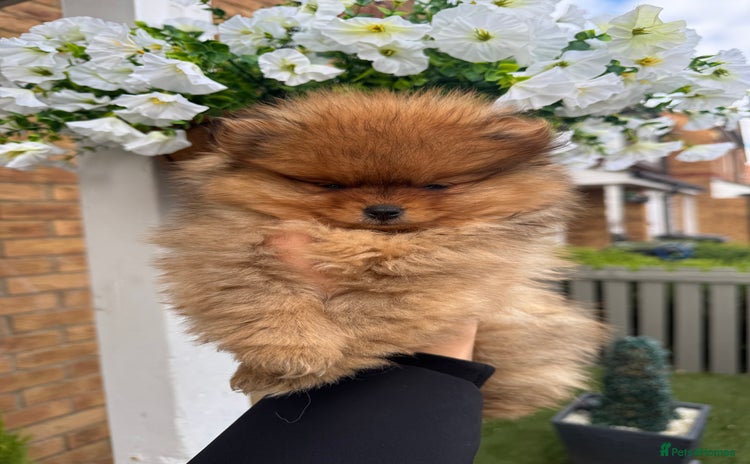 Pomeranian dogs - Advert 3