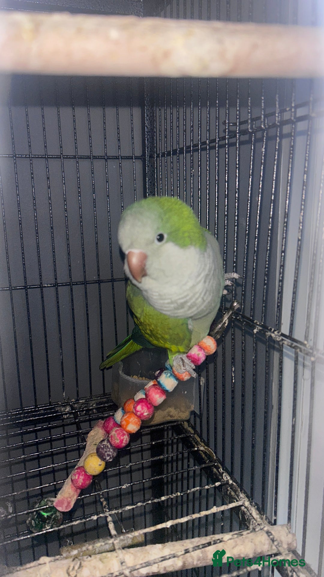 Parakeets birds for sale: Quaker parrots  - Advert 5