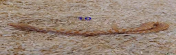 Snake reptiles for sale: CB25 Hognose Snakes, Ready Now, Albino, Conda - Advert 9