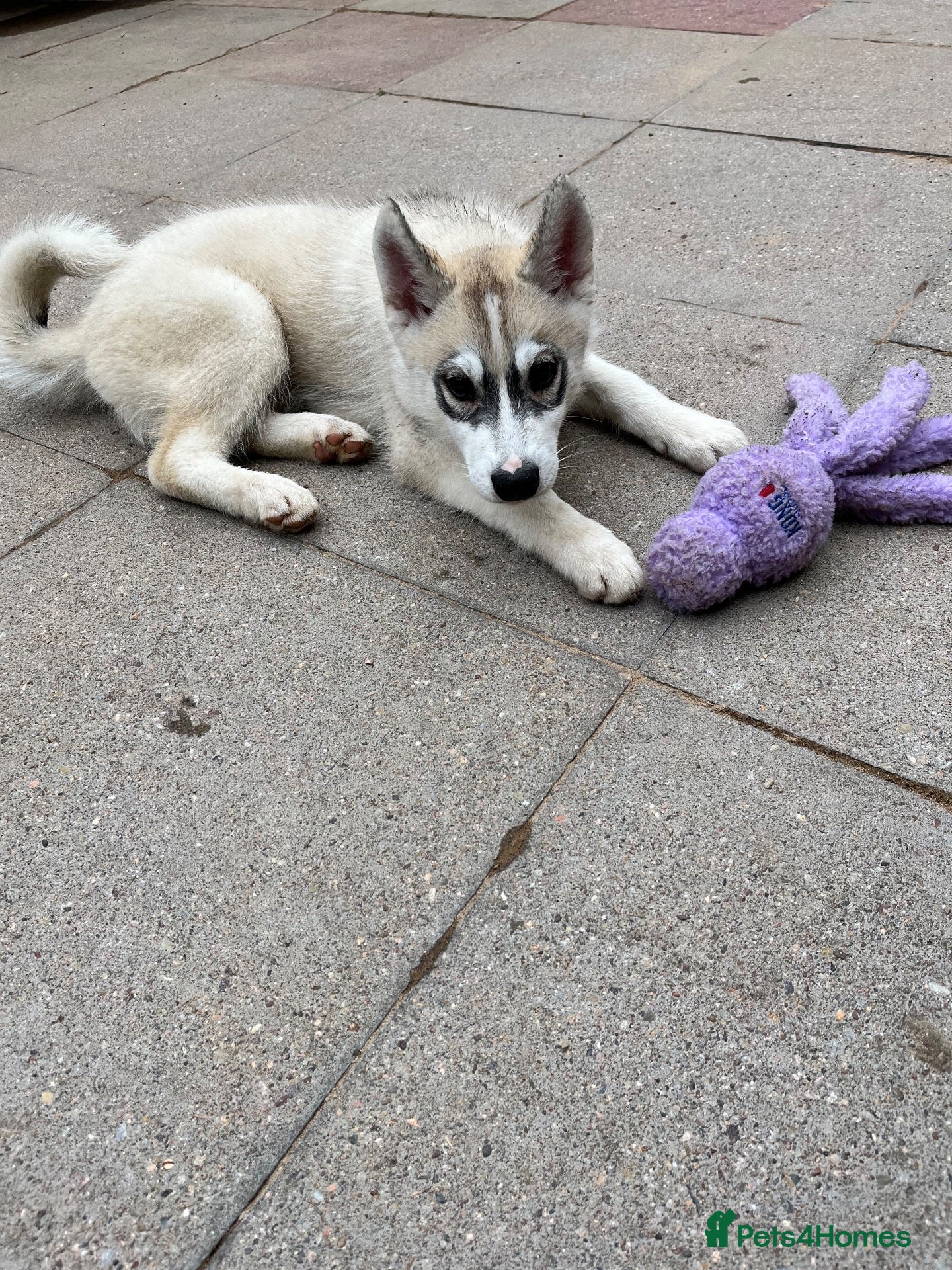 Siberian Husky dogs Siberian husky male pups - Advert 2