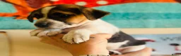 Jack Russell dogs for sale: A good Old Fashioned JR ❤️ - Advert 11