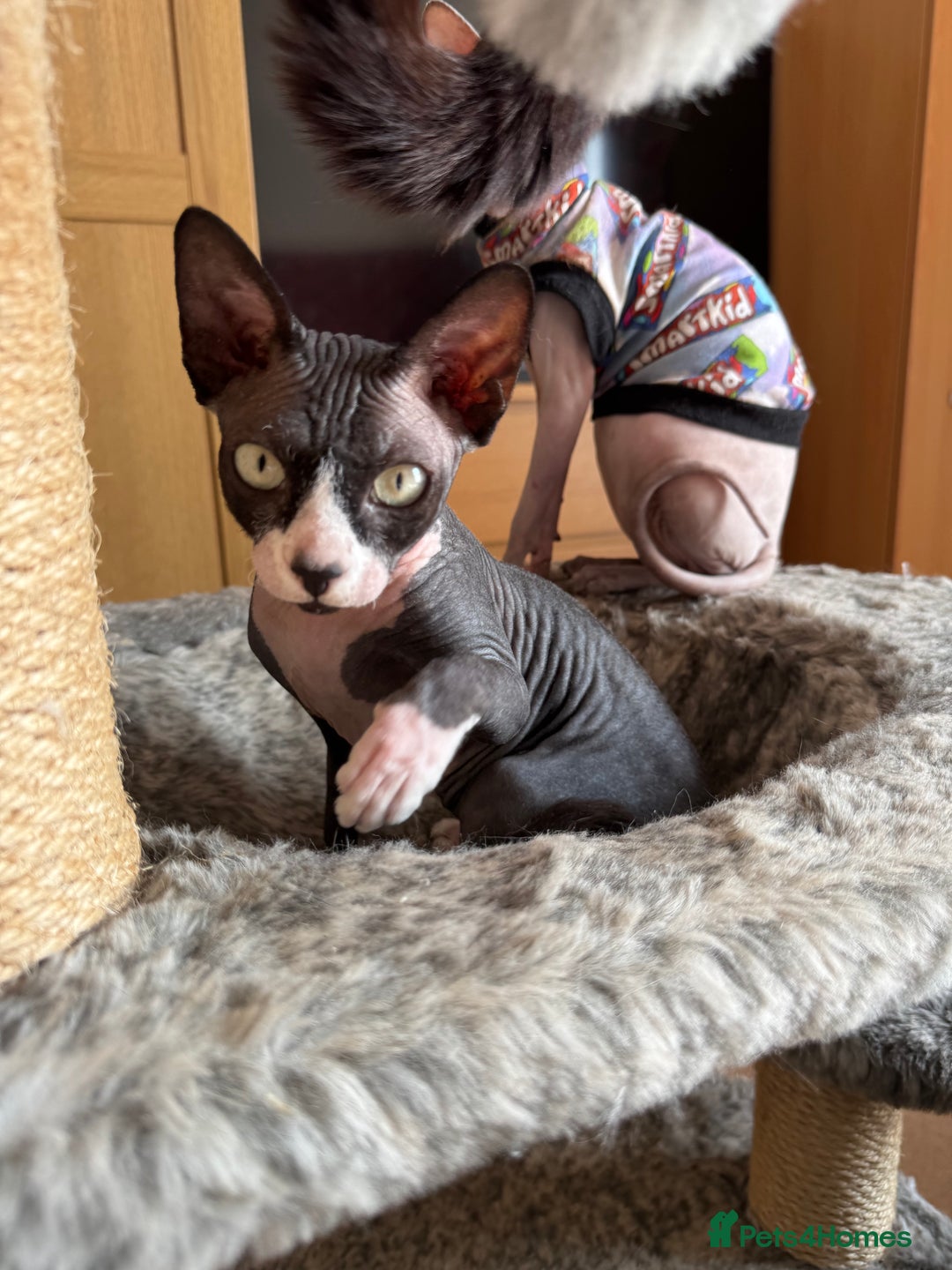 Sphynx cats for sale: Black & White Female Spayed Sphynx  - Advert 5