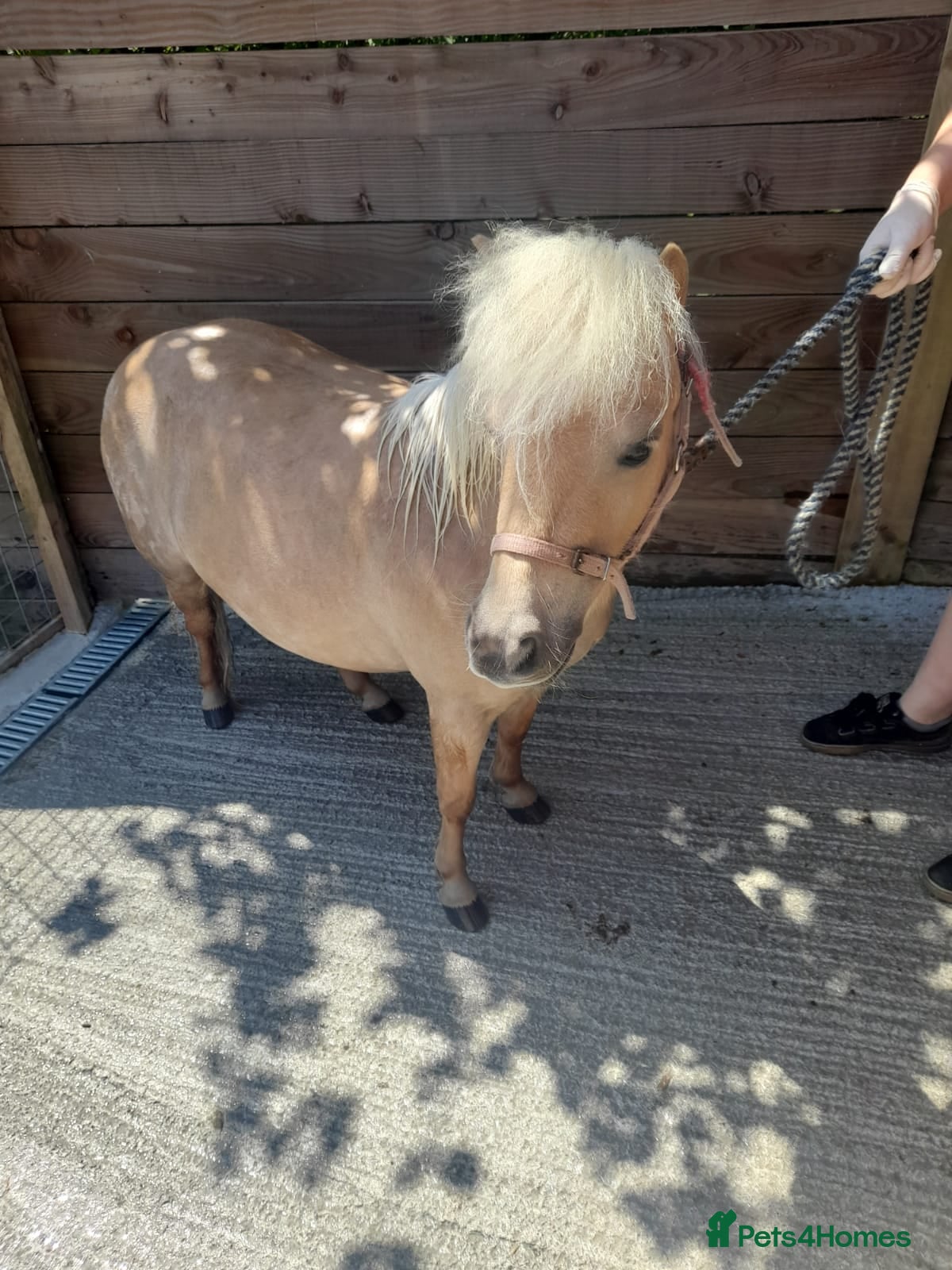 Shetland pony horses Loving pony looking for new home - Advert 1
