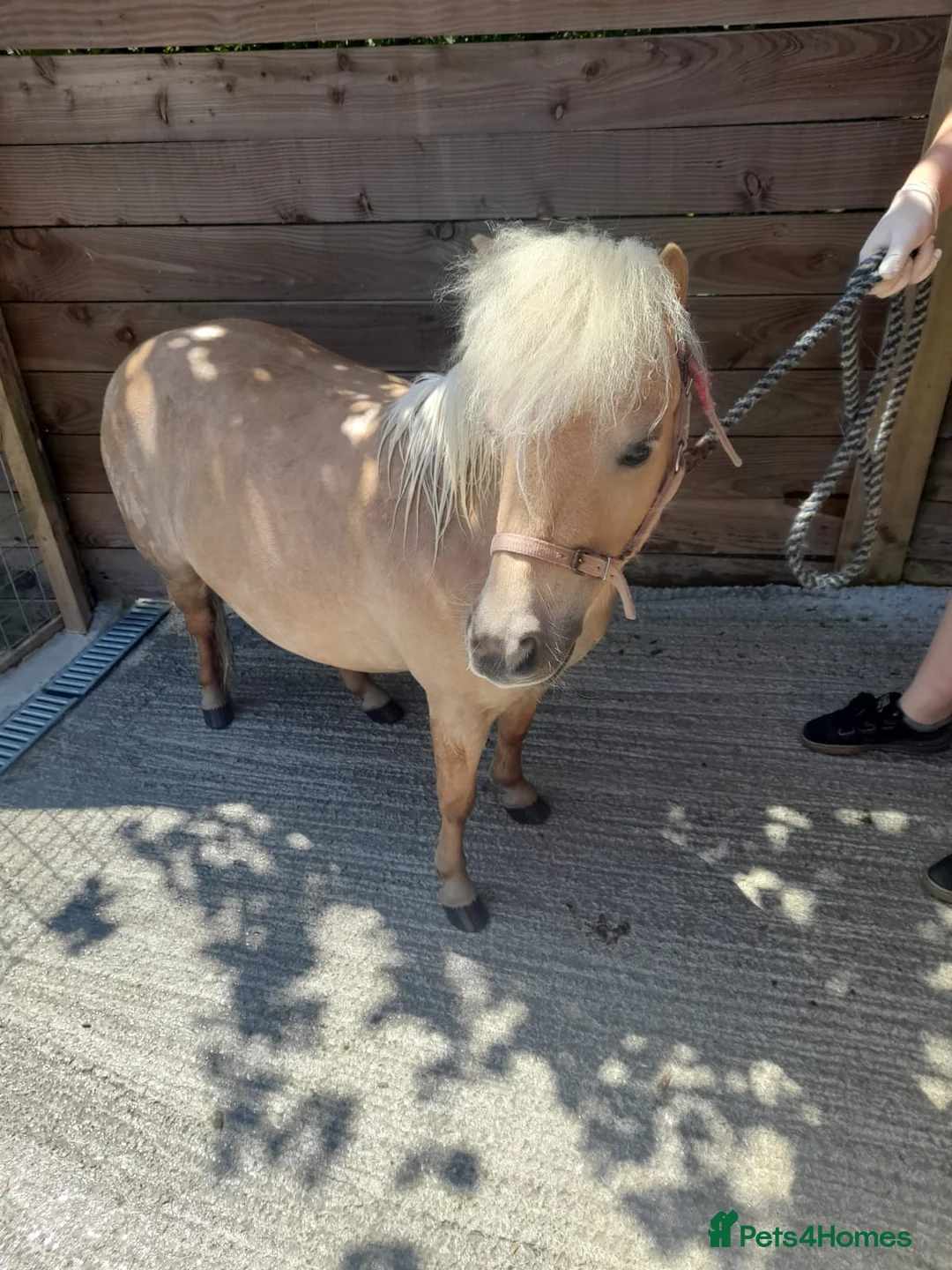 Shetland pony horses for sale: Loving pony looking for new home in Holsworthy - Advert 1