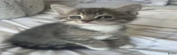 Mixed Breed cats for sale: Beautiful British Shorthair x Bengal kittens - Advert 29