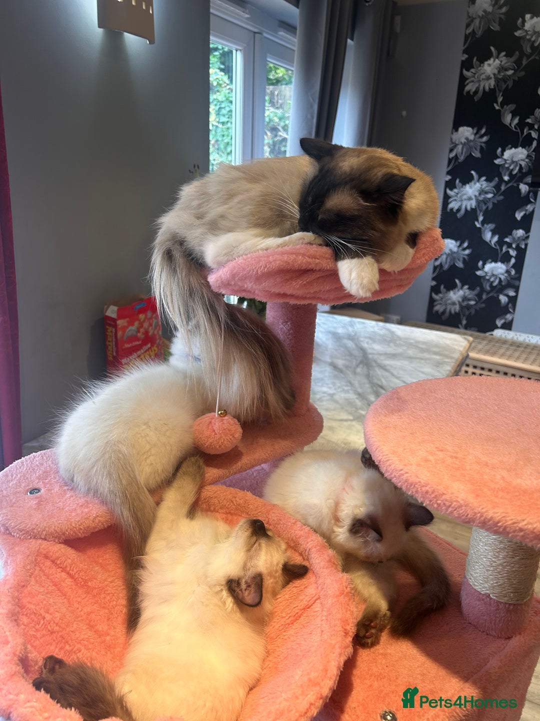 Ragdoll cats for sale: Christmas Ragdoll kitten dolls available  - Image 7