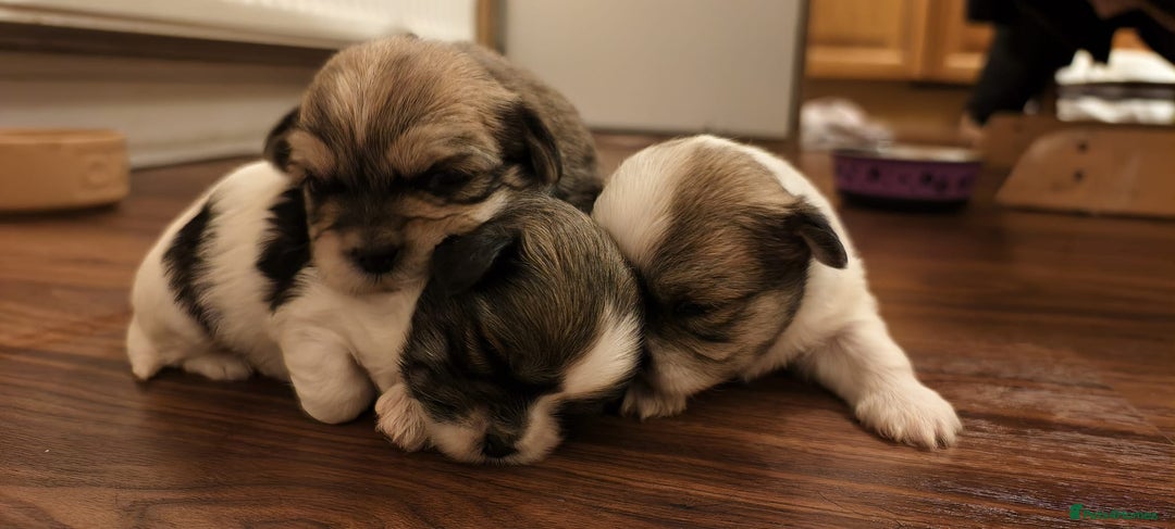 Shorkie dogs for sale: Shih tzu cross puppies  - Image 1