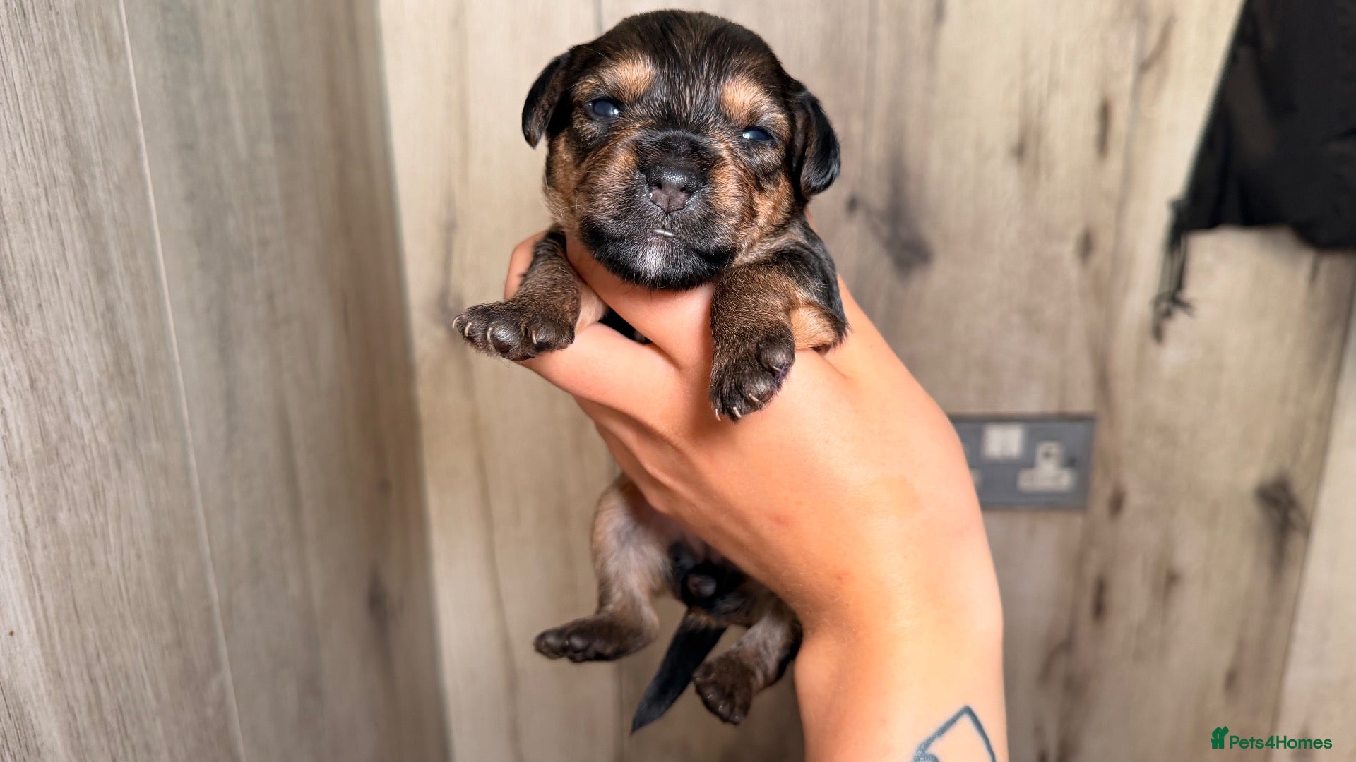Mixed Breed dogs Border terrier x patterdale - Advert 2