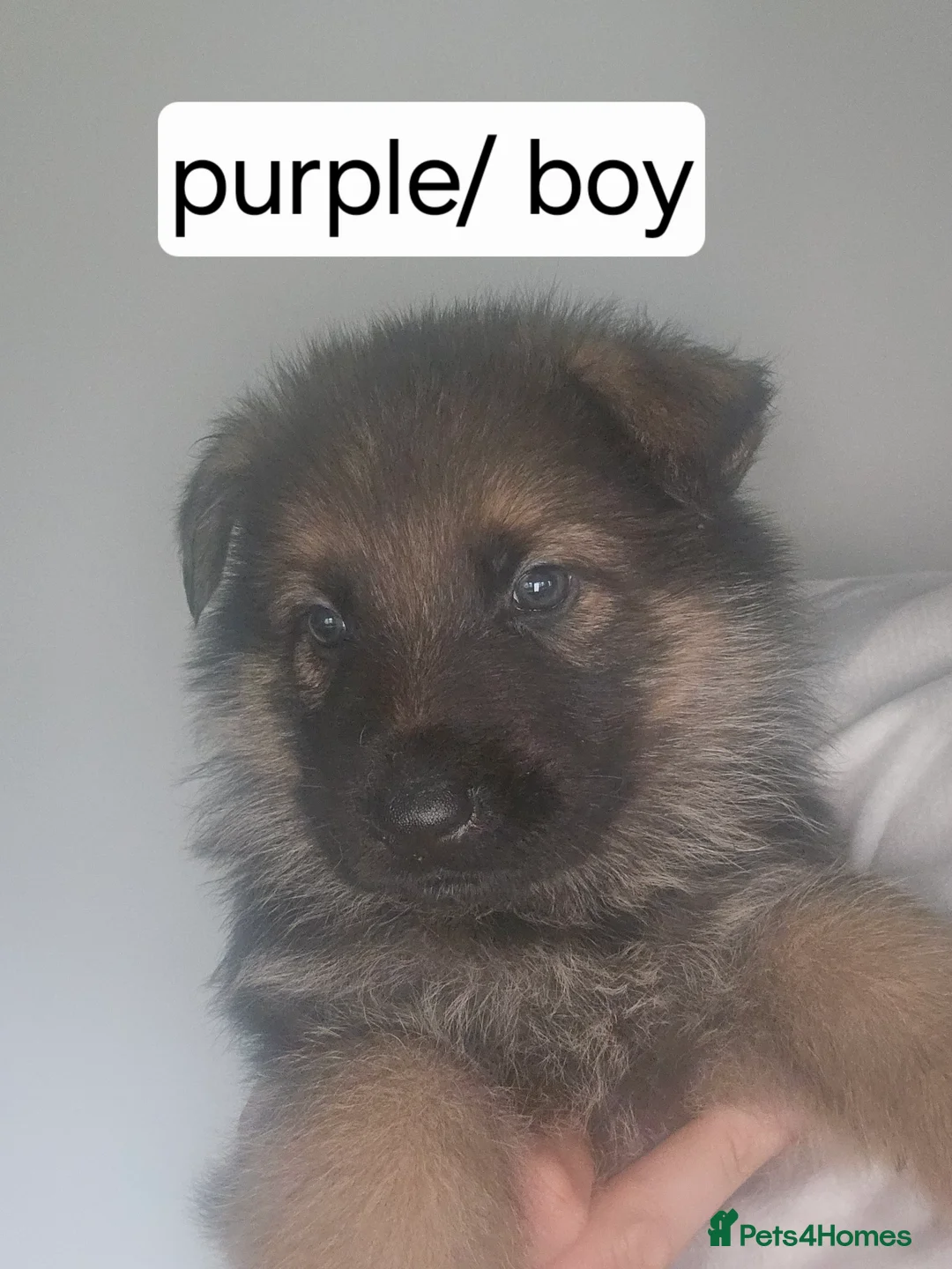 German Shepherd dogs for sale: German puppies - Advert 4