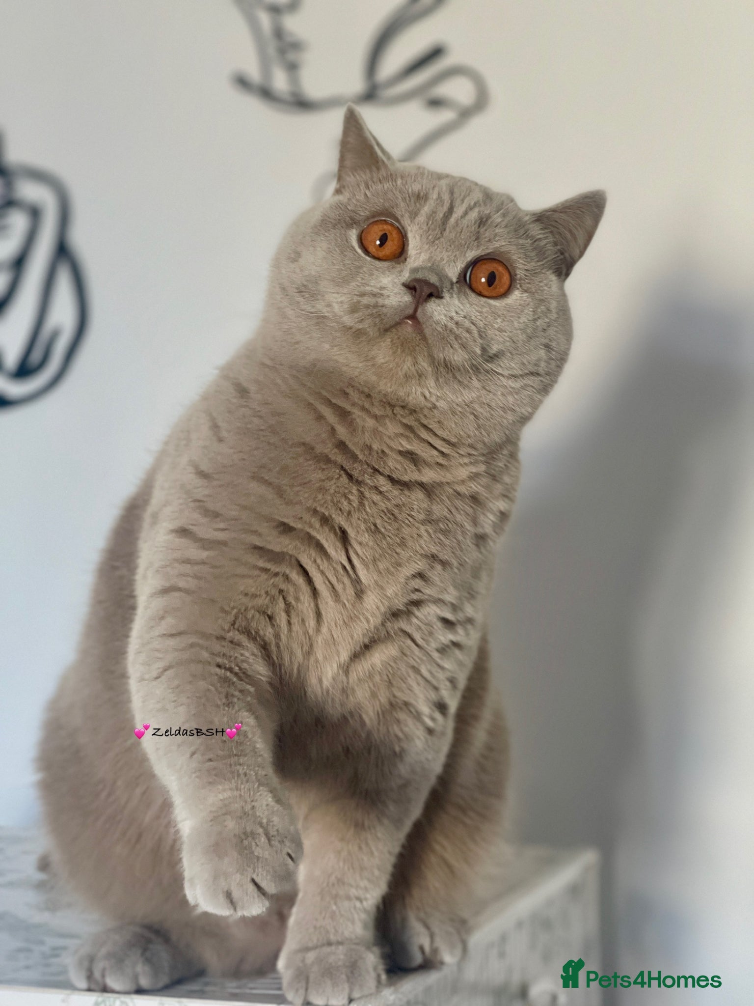 British Shorthair cats 💕Beautiful BSH lilac girl💕 - Advert 10