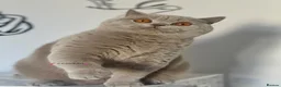 British Shorthair cats for sale: 💕Beautiful BSH lilac girl💕 - Advert 3