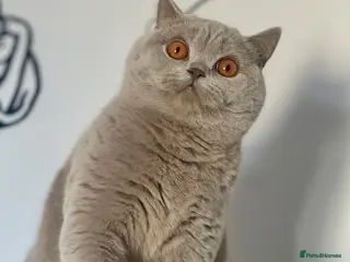 British Shorthair cats 💕Beautiful BSH lilac girl💕 - Advert 10