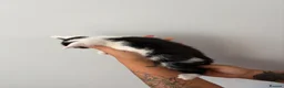 Mixed Breed cats for sale: Beautiful kittens - Advert 9