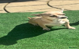 Chihuahua dogs for sale: 3 stunning  **  chihuahua puppies ready to go  - Advert 4