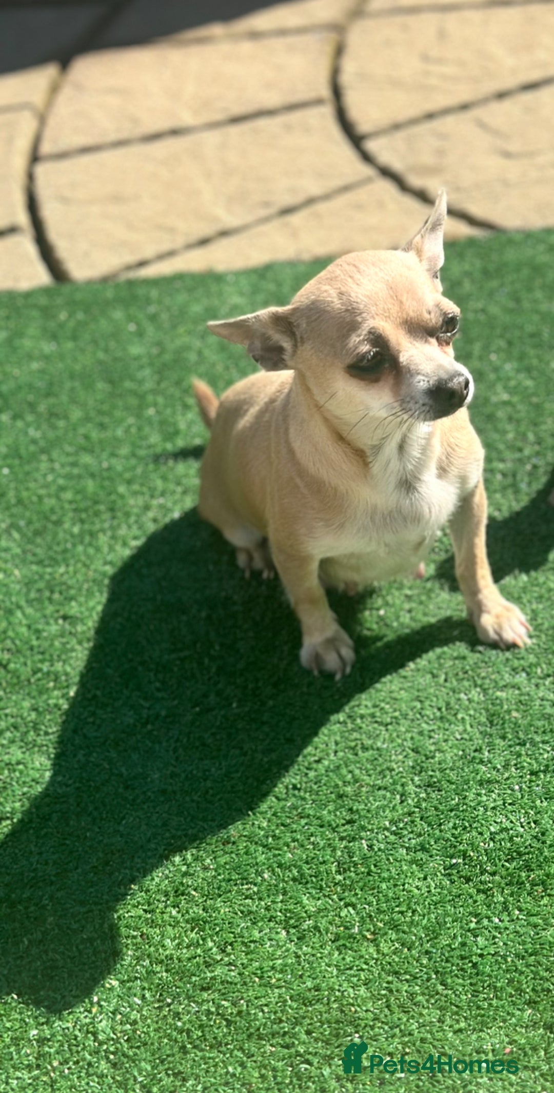 Chihuahua dogs for sale: 3 stunning  **  chihuahua puppies ready to go  - Advert 4