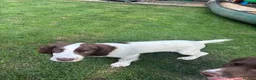English Springer Spaniel dogs for sale: KC Working ESS puppies Ready to be rehomed now - Advert 7