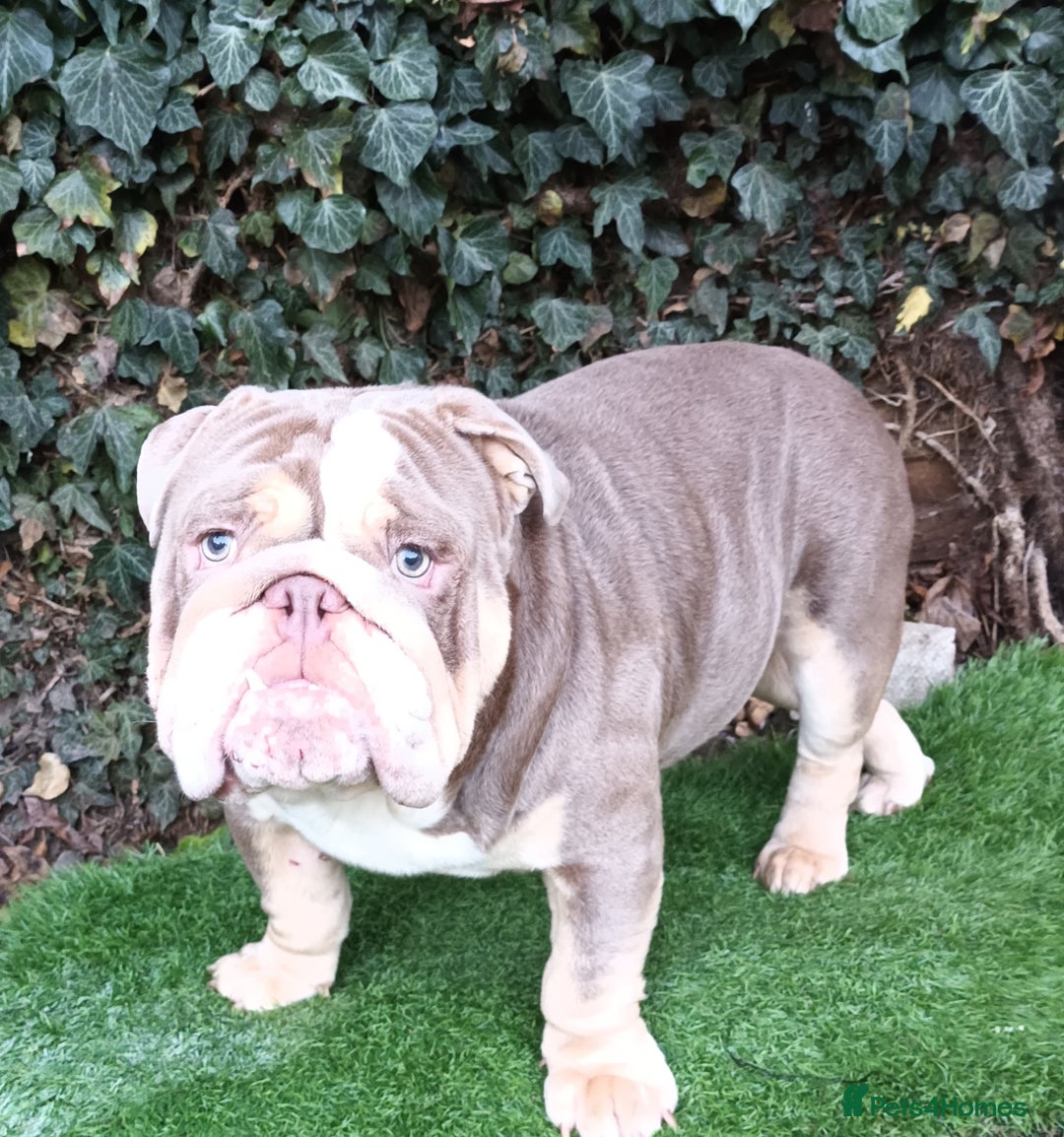English Bulldog dogs for stud: Dog for stud in Dagenham - Advert 13