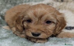 Cockapoo dogs for sale: Beautiful F1 Cockapoo puppies DNA clear  - Image 6