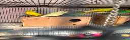 Budgerigars birds for sale: Budgies breeding pair  - Advert 1