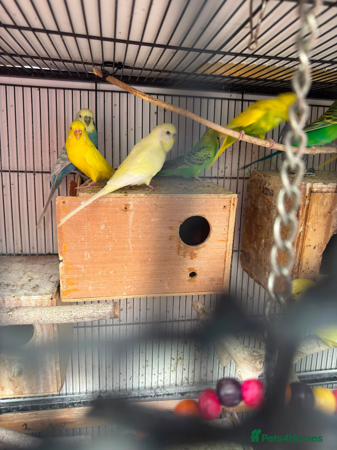 Budgerigars birds for sale: Budgies breeding pair  - Advert 1