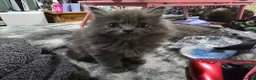 Persian cats for sale: 3 beautiful kittens ready now  - Advert 4