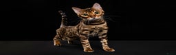 Bengal cats for sale: 🏆Show winning parents. 7 Stunning Bengal Babies💯 - Advert 9