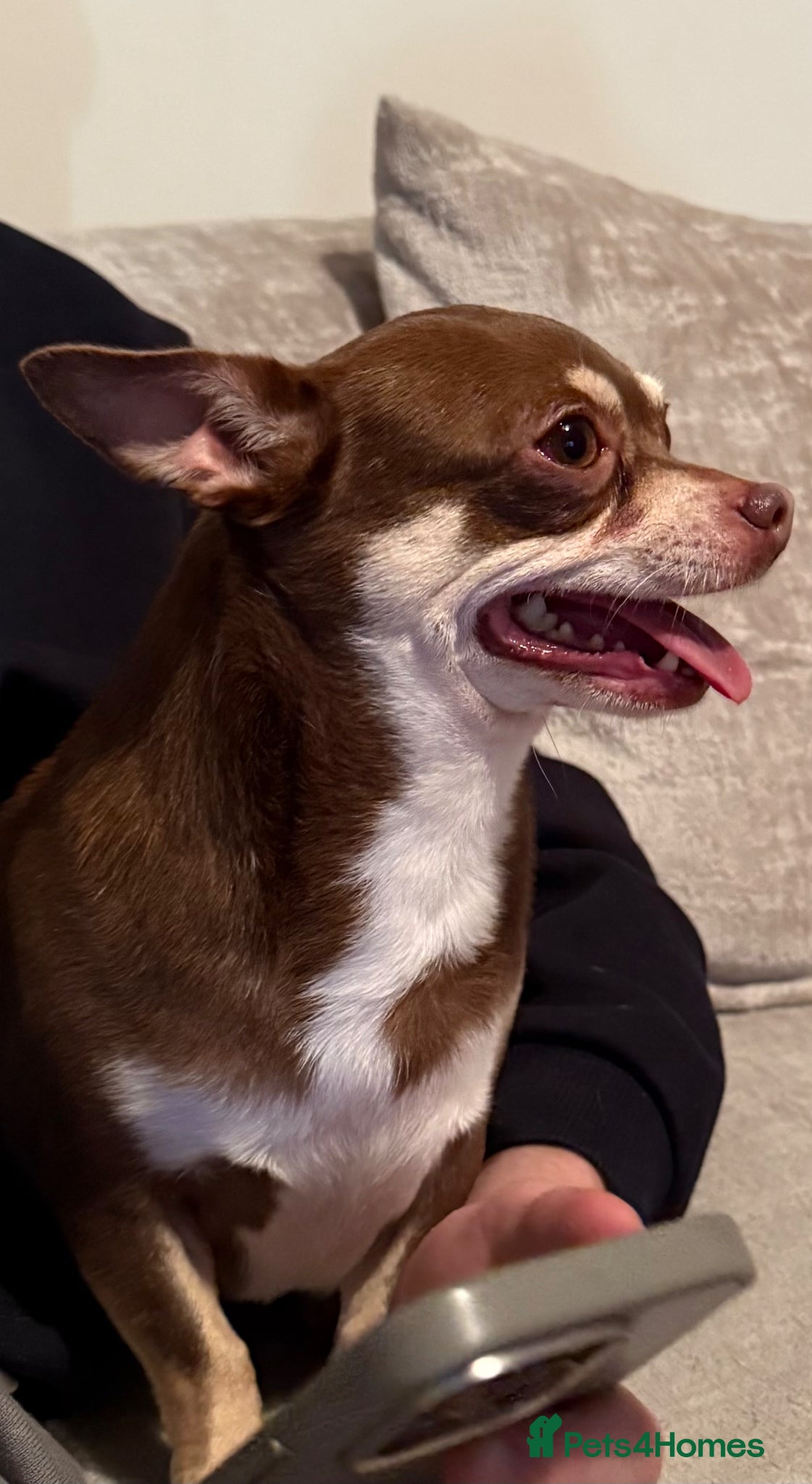 Chihuahua dogs 4/5 year old neutered boy - Advert 7