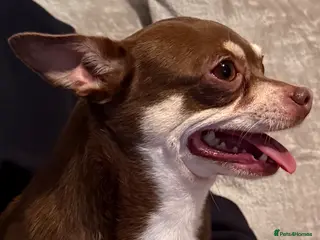 Chihuahua dogs 4/5 year old neutered boy - Advert 4