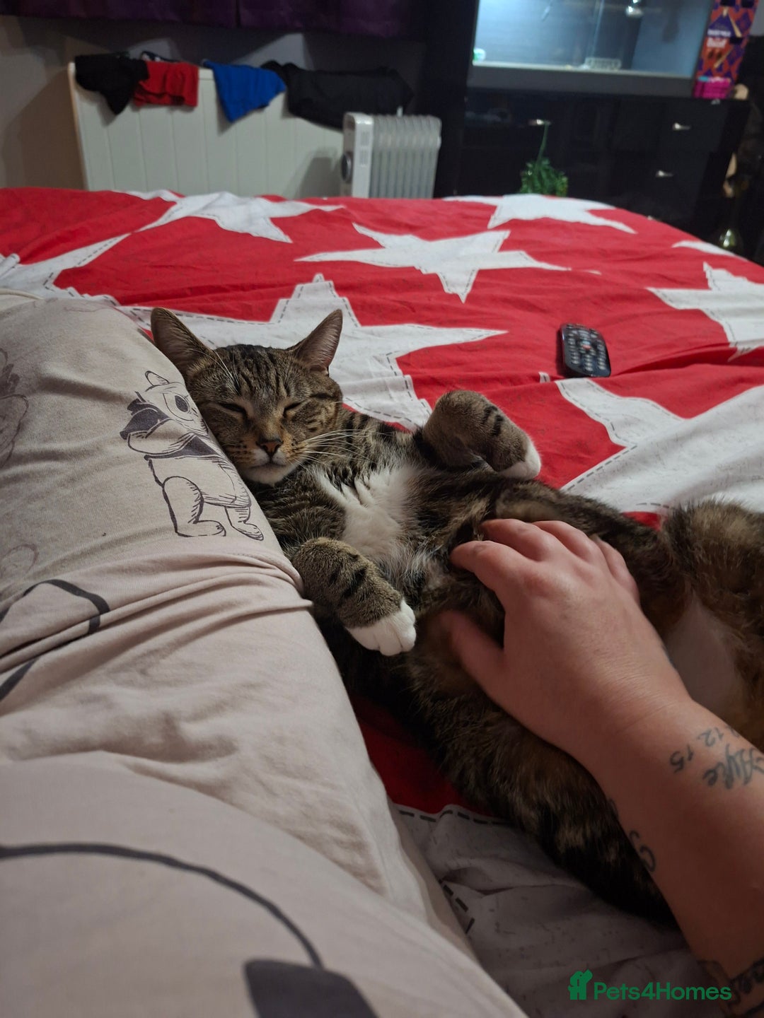 Domestic Shorthair cats for sale: Male and female - Advert 11