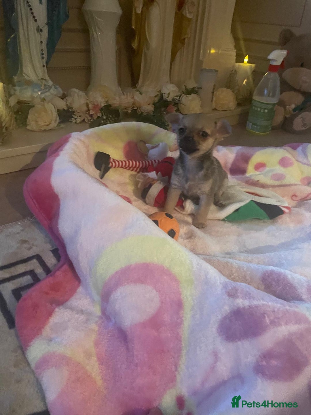 Chihuahua dogs for sale: Poppy Chihuahua  - Advert 3