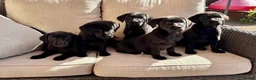 Labrador Retriever dogs for sale: Labrador Retriever Puppies - Advert 6