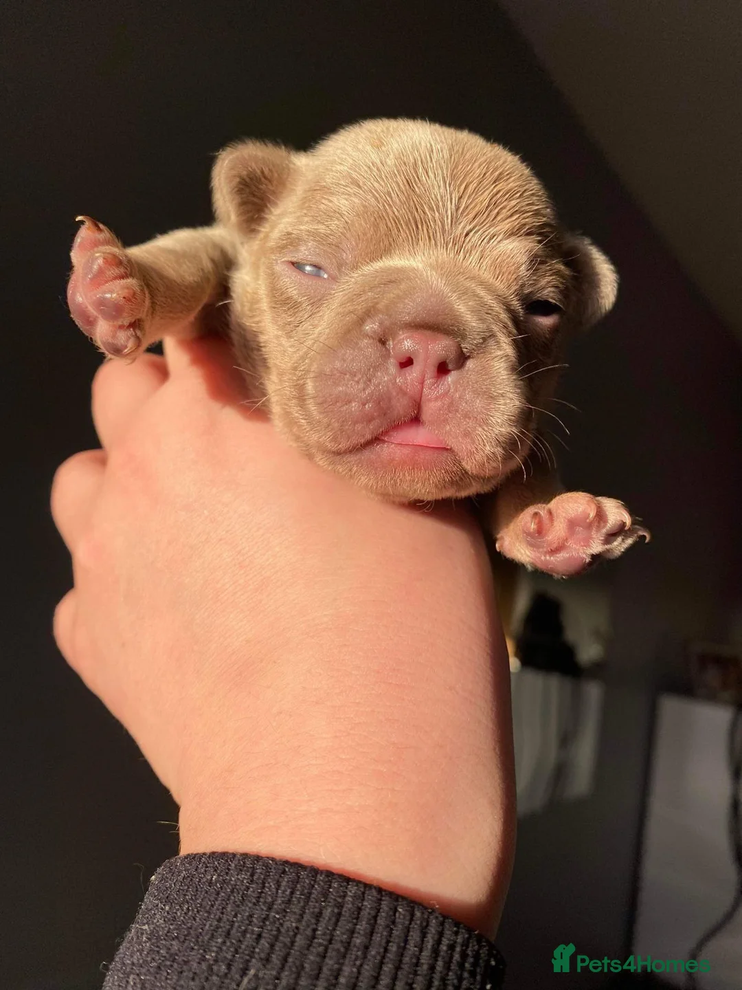 French Bulldog dogs for stud: VEGAS- new shade Isabella & tan Merle  in Southampton - Advert 27