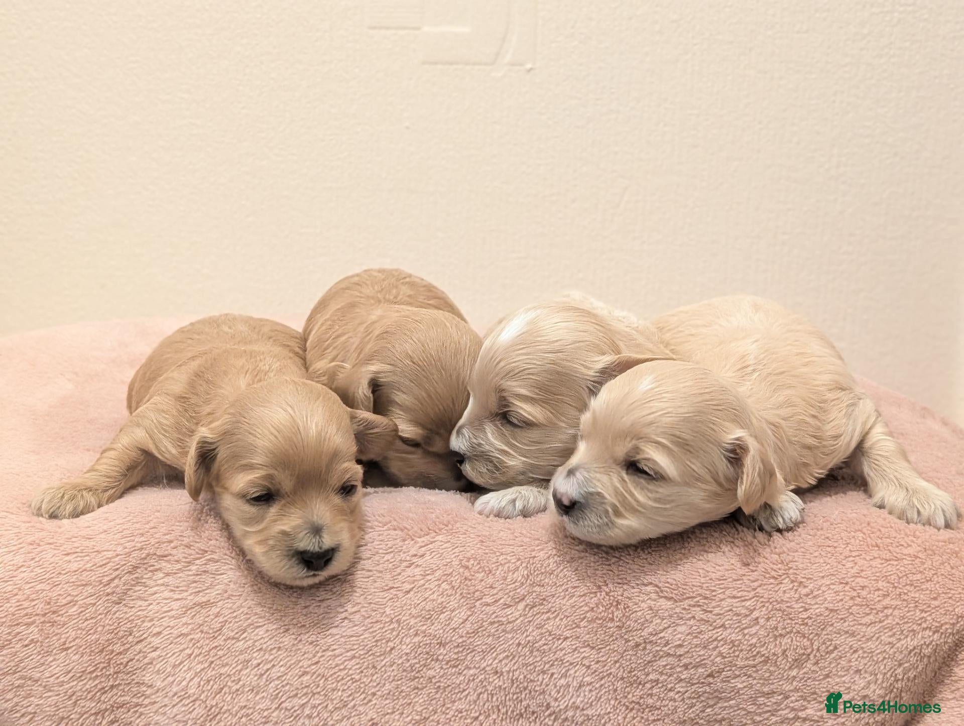 Maltipoo dogs F1 Apricot & Cream Maltipoo Puppies - Advert 1