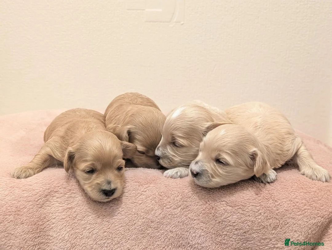 Maltipoo dogs for sale: F1 Apricot & Cream Maltipoo Puppies - Advert 1