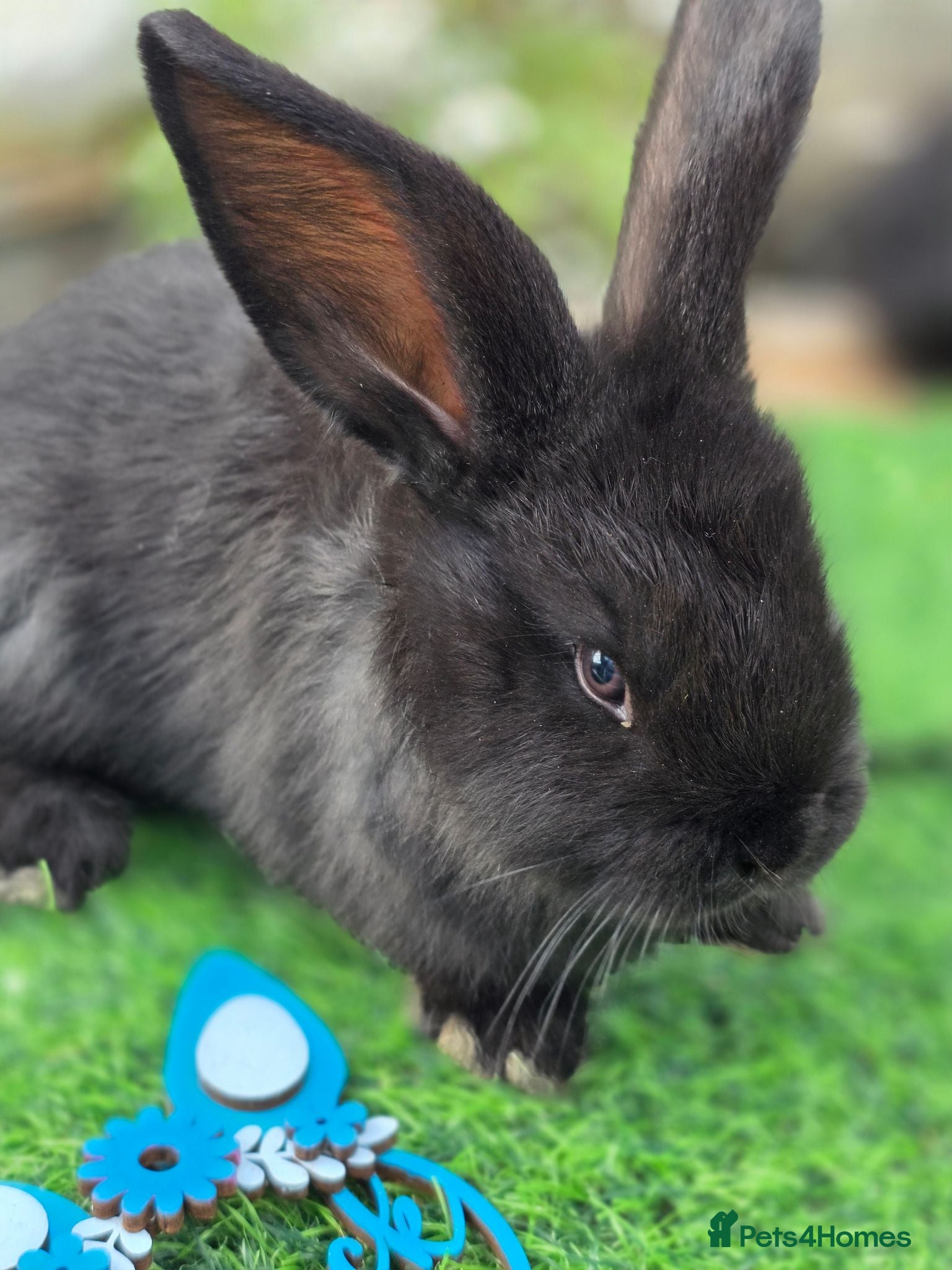 Continental Giant rabbits 3 black continental babies for RESERVE - Advert 2