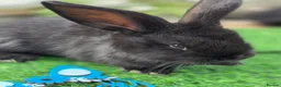Continental Giant rabbits for sale: 3 black continental babies for RESERVE - Advert 2