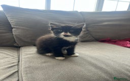 Mixed Breed cats for sale: Black female kitten  - Image 2