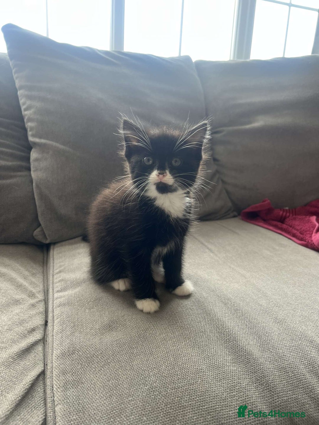Mixed Breed cats for sale: Black female kitten  - Image 2