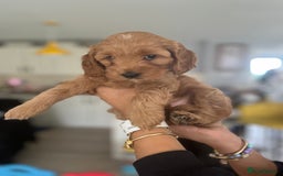 Cavapoo dogs for sale: Cavapoo  - Image 2