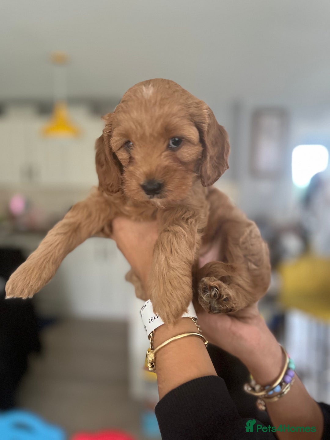 Cavapoo dogs for sale: Cavapoo  - Image 2
