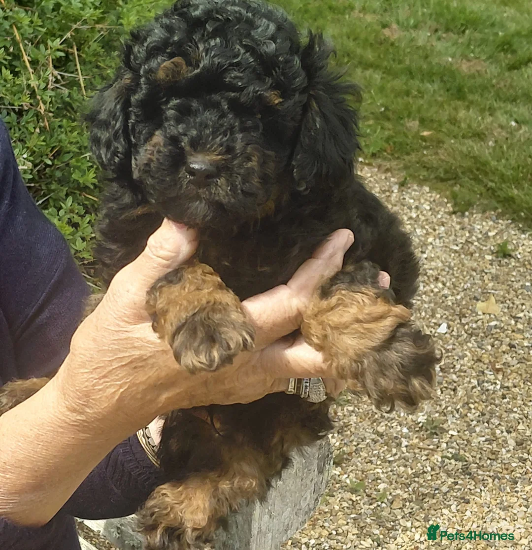 Mixed Breed dogs for sale: Beautiful rare phantom poodle puppy  in Horsham - Advert 6