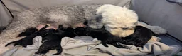 Sheepadoodle dogs for sale: 5 Adorable sheepadoodles  - Advert 14