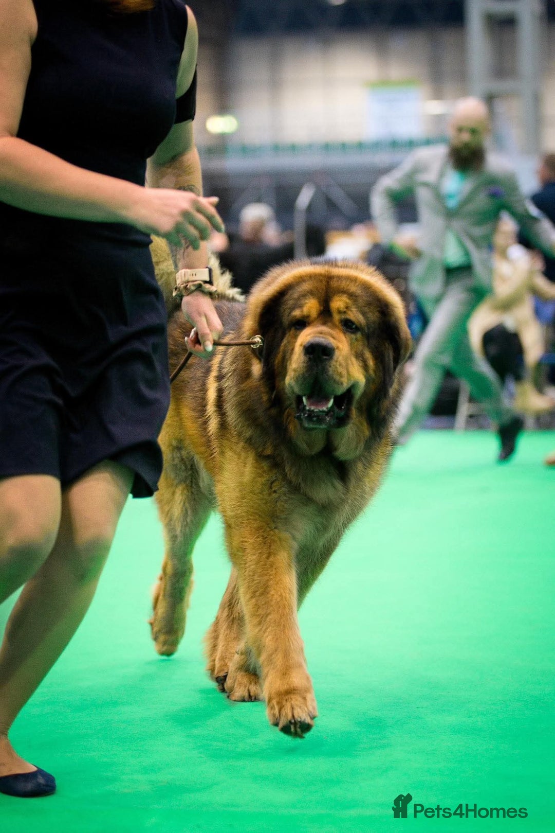 Tibetan Mastiff dogs for sale: Tibetan Mastiff - Advert 6