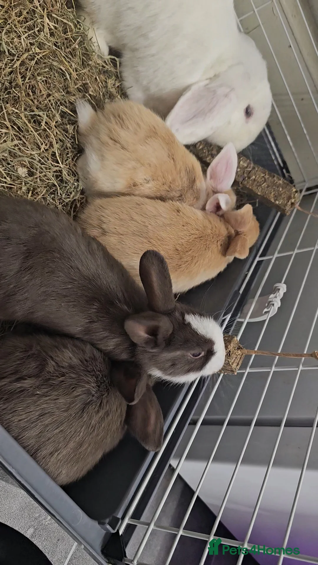 Mixed Breed rabbits for sale: 3 baby bunnies ready for their forever home - Advert 9