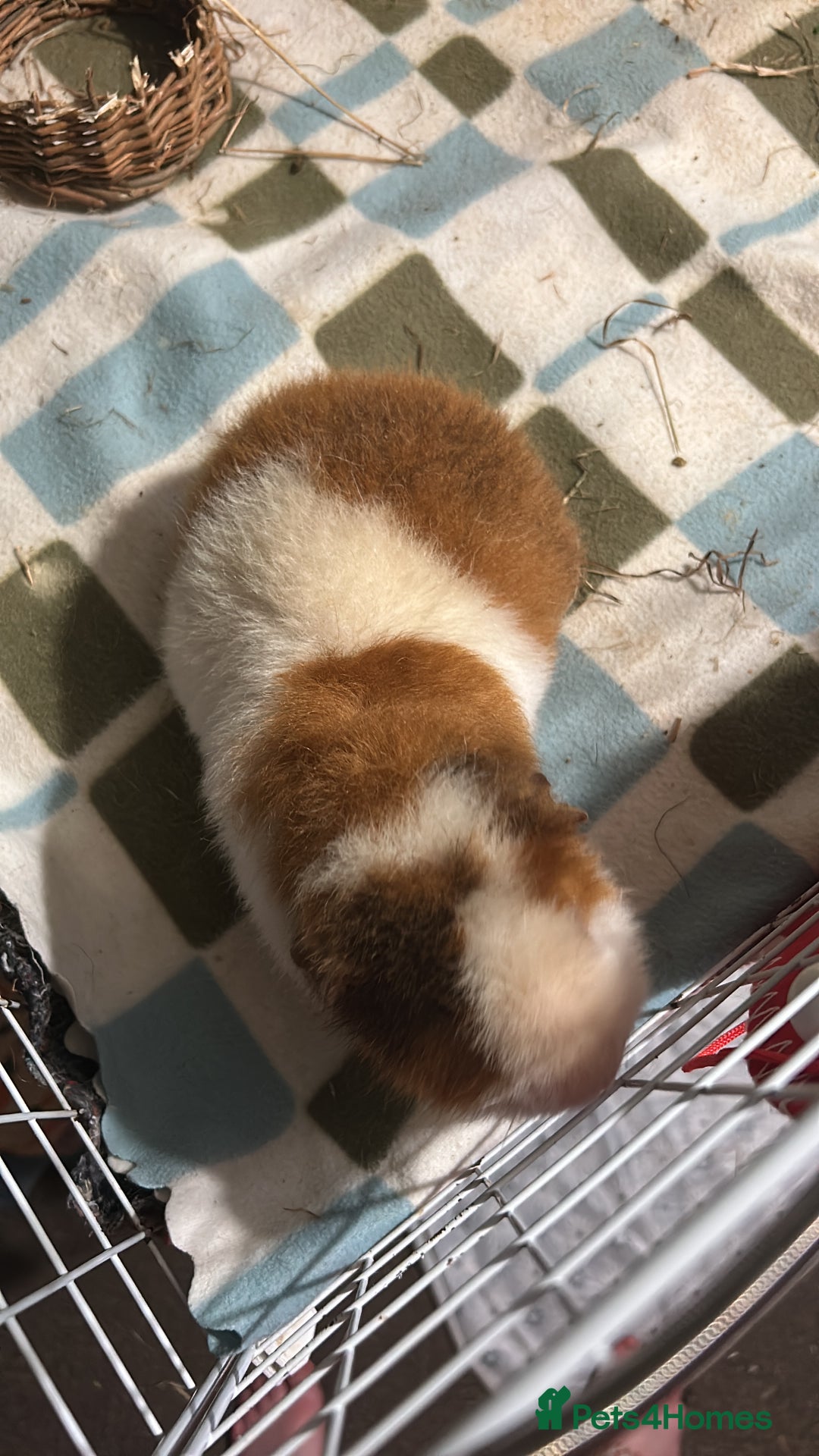 Guinea Pig rodents for sale: Male teddy pig - Advert 5