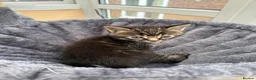 Maine Coon cats for sale: Adorable half Tortoiseshell Maine coon kittens - Advert 37