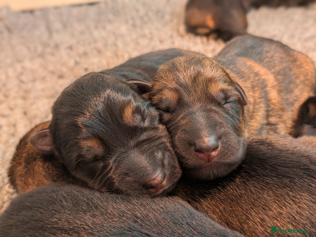 German Shepherd dogs for sale: KC Pups From Health Tested Champion Bloodlines  - Image 10
