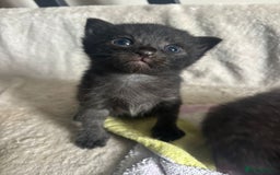 Bengal cats for sale: Bengal mix kittens  - Image 8
