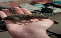 Rat rodents for sale: Mixed Litter for sale! - Image 2