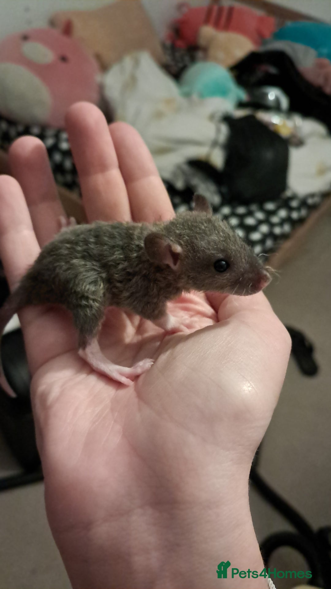 Rat rodents for sale: Mixed Litter for sale! - Image 2